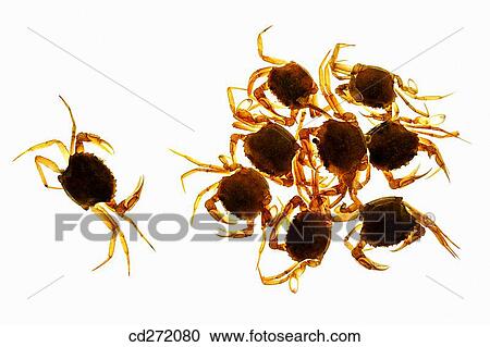 Crabs View Large Photo Image Stock Image - Crabs. Fotosearch