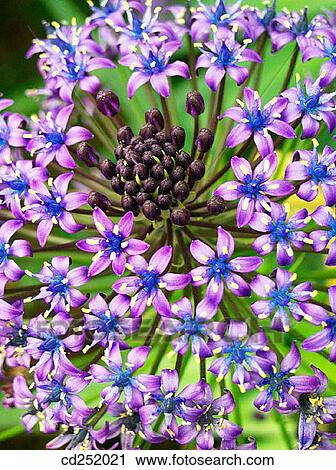 Cuban Lily (Scilla peruviana) View Large Photo Image Stock Image - Cuban Lily (Scilla peruviana). Fotosearch