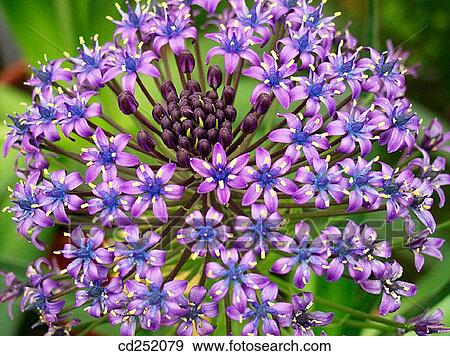 Cuban Lily (Scilla peruviana) View Large Photo Image Stock Photo - Cuban Lily (Scilla peruviana). Fotosearch