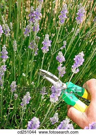 Cutting Lavender (Lavandula officinalis) View Large Photo Image Picture - Cutting Lavender (Lavandula officinalis). Fotosearch