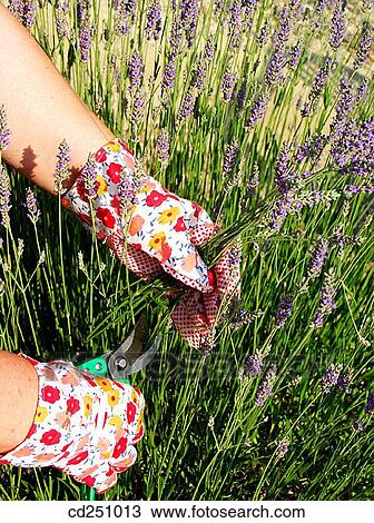 Cutting Lavender (Lavandula officinalis) View Large Photo Image Stock Image - Cutting Lavender (Lavandula officinalis). Fotosearch