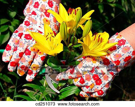 Stock Image - Cutting Lilies (Lilium hybr. ). Fotosearch