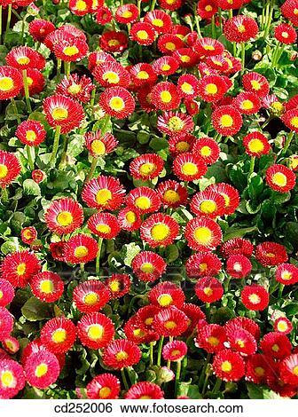 Daisies (Bellis perennis) View Large Photo Image Stock Photograph - Daisies (Bellis perennis). Fotosearch