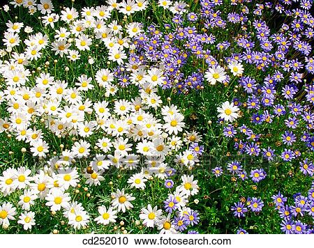 Daisies (Leucanthemum sp. ) and Felicia amelloides View Large Photo Image Stock Image - Daisies (Leucanthemum sp. ) and Felicia amelloides. Fotosearch