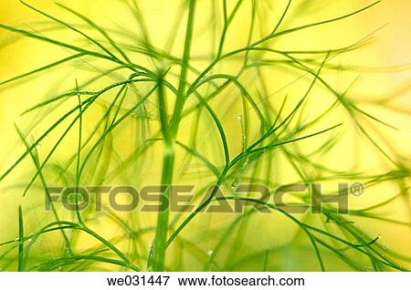 Dill (Anethum graveolens). Maryland, USA (June, 2004) View Large Photo Image Stock Photo - Dill (Anethum graveolens). Maryland, USA (June, 2004). Fotosearch