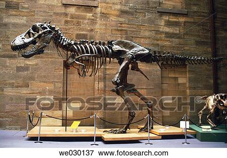 Stock Photo - Dinosaur in museum. Fotosearch