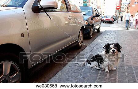 Dog tied to rearview mirror of car View Large Photo Image Stock Photo - Dog tied to rearview mirror of car. Fotosearch