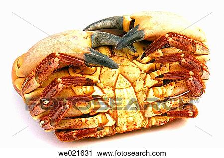 Edible Crab (Cancer pagurus) View Large Photo Image Stock Image - Edible Crab (Cancer pagurus). Fotosearch