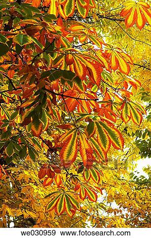 European Horse Chestnut (Aesculus hippocastanum) leaves. Aranjuez, Madrid, Spain View Large Photo Image Stock Photo - European Horse Chestnut (Aesculus hippocastanum) leaves. Aranjuez, Madrid, Spain. Fotosearch