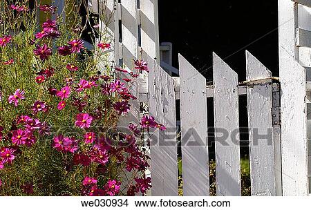 Fence and flowers View Large Photo Image Picture - Fence and flowers. Fotosearch