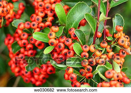 Firethorn (Pyracantha coccinea) View Large Photo Image Stock Image - Firethorn (Pyracantha coccinea). Fotosearch