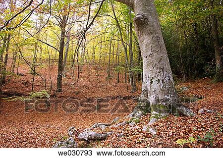 Forest in fall, Montseny. Catalonia, Spain View Large Photo Image Stock Image - Forest in fall, Montseny. Catalonia, Spain. Fotosearch