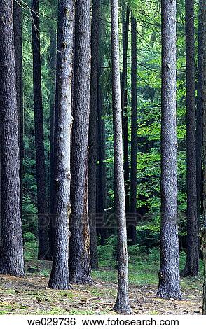 Forest. Southern Bohemia, Czech Republic View Large Photo Image Stock Photograph - Forest. Southern Bohemia, Czech Republic. Fotosearch