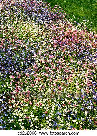 Forget-Me-Not (Myosotis hybr. ) View Large Photo Image Stock Photograph - Forget-Me-Not (Myosotis hybr. ). Fotosearch