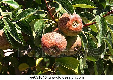 Fruit tree plantation. Valderrubio, Granada province. Andalusia, Spain View Large Photo Image Stock Photography - Fruit tree plantation. Valderrubio, Granada province. Andalusia, Spain. Fotosearch