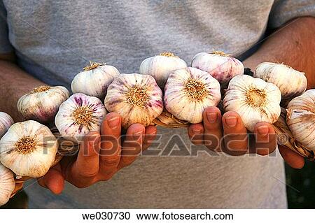 Garlic View Large Photo Image Stock Image - Garlic. Fotosearch