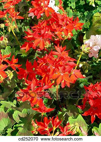 Geranium (Pelargonium hybr. ) View Large Photo Image Stock Image - Geranium (Pelargonium hybr. ). Fotosearch