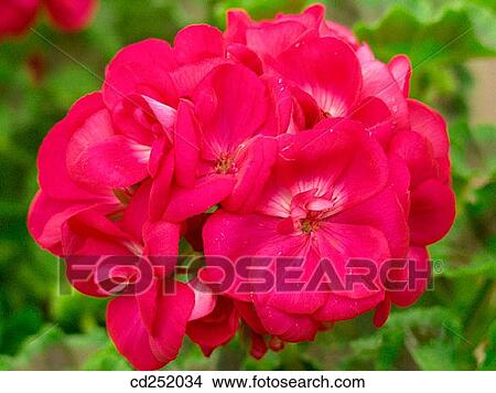Geranium (Pelargonium sp. ) View Large Photo Image Picture - Geranium (Pelargonium sp. ). Fotosearch