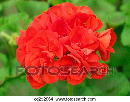 Geranium (Pelargonium sp. ) View Large Photo Image Picture - Geranium (Pelargonium sp. ). Fotosearch