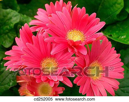 Gerbera Daisies (Gerbera hybr. ) View Large Photo Image Stock Photography - Gerbera Daisies (Gerbera hybr. ). Fotosearch