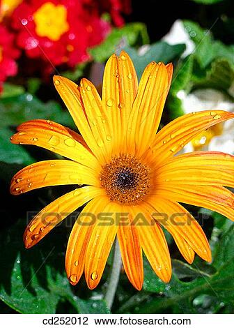 Gerbera Daisy (Gerbera hybr. ) View Large Photo Image Stock Image - Gerbera Daisy (Gerbera hybr. ). Fotosearch