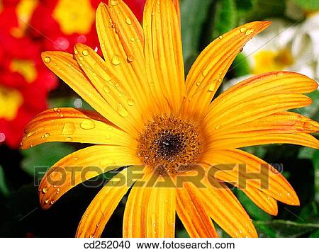 Stock Image - Gerbera Daisy (Gerbera hybr. ). Fotosearch