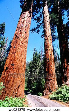 Giant Redwoods. California, USA View Large Photo Image Stock Photo - Giant Redwoods. California, USA. Fotosearch