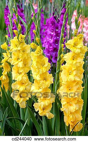 Gladiolus, flower field. Haarlem. Netherlands View Large Photo Image Stock Image - Gladiolus, flower field. Haarlem. Netherlands. Fotosearch