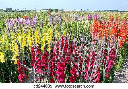 Gladiolus, flower field. Haarlem. Netherlands View Large Photo Image Stock Photography - Gladiolus, flower field. Haarlem. Netherlands. Fotosearch
