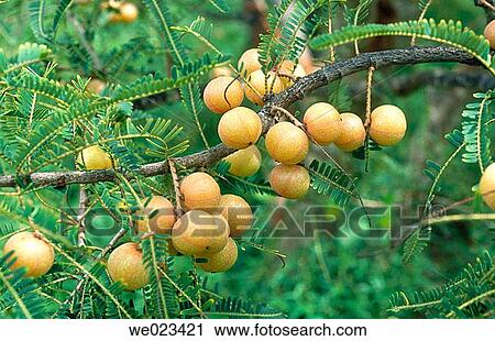 Gooseberry (Phyllanthus emblica) View Large Photo Image Stock Image - Gooseberry (Phyllanthus emblica). Fotosearch