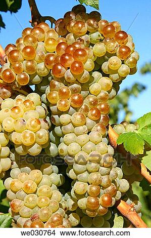 Grapes View Large Photo Image Picture - Grapes. Fotosearch