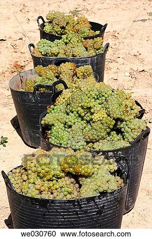 Grapes View Large Photo Image Stock Image - Grapes. Fotosearch