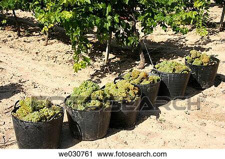 Grapes View Large Photo Image Stock Image - Grapes. Fotosearch