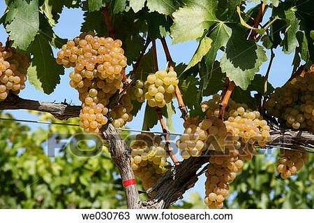 Grapes View Large Photo Image Stock Image - Grapes. Fotosearch