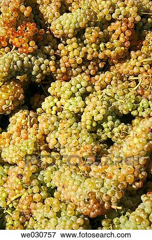 Grapes View Large Photo Image Stock Photo - Grapes. Fotosearch