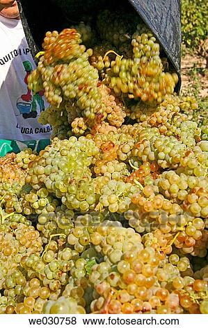 Grapes View Large Photo Image Stock Photo - Grapes. Fotosearch