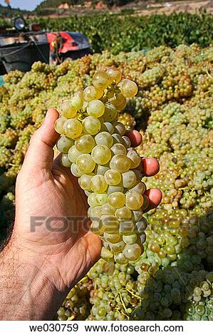 Grapes View Large Photo Image Stock Photo - Grapes. Fotosearch