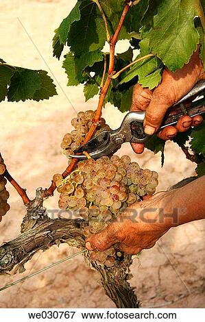 Grapes View Large Photo Image Stock Photo - Grapes. Fotosearch