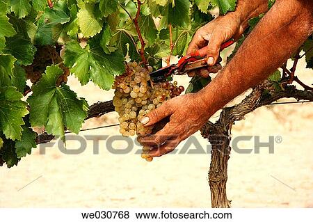 Stock Photo - Grapes. Fotosearch