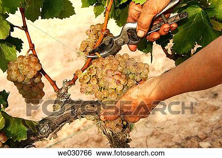 Grapes View Large Photo Image Stock Photograph - Grapes. Fotosearch