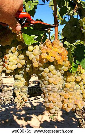 Grapes View Large Photo Image Stock Photography - Grapes. Fotosearch