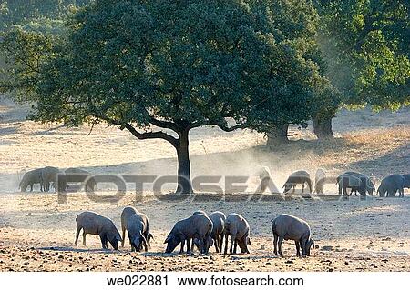 Grazing pigs. Sierra Morena, Huelva province. Andaluc? a, Spain View Large Photo Image Stock Image - Grazing pigs. Sierra Morena, Huelva province. Andaluc? a, Spain. Fotosearch