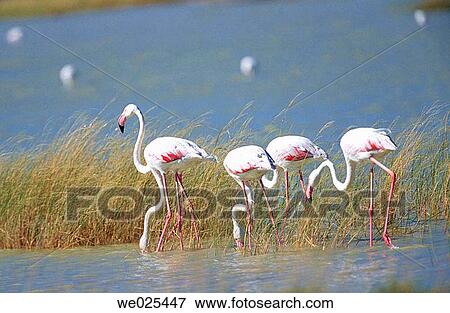 Greater Flamingo (Phoenicopterus ruber). Etosha National Park, Namibia View Large Photo Image Stock Photo - Greater Flamingo (Phoenicopterus ruber). Etosha National Park, Namibia. Fotosearch