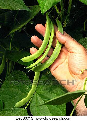 Green beans View Large Photo Image Stock Image - Green beans. Fotosearch
