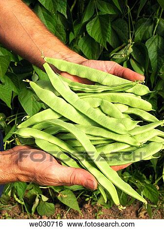 Green beans View Large Photo Image Stock Photograph - Green beans. Fotosearch