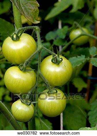 Green tomatoes in natural environment on tomato plants View Large Photo Image Stock Image - Green tomatoes in natural environment on tomato plants. Fotosearch