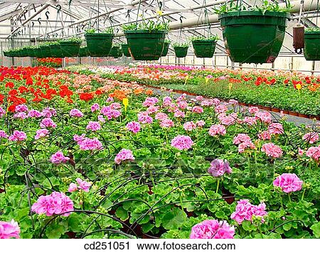 Greenhouse with Geraniums (Pelargonium sp. ). Luchon. France View Large Photo Image Stock Image - Greenhouse with Geraniums (Pelargonium sp. ). Luchon. France. Fotosearch