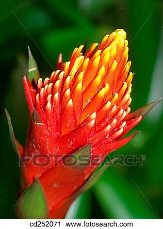 Guzmania (Guzmania sp. ) View Large Photo Image Stock Image - Guzmania (Guzmania sp. ). Fotosearch