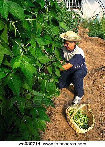 Harvesting beans View Large Photo Image Picture - Harvesting beans. Fotosearch