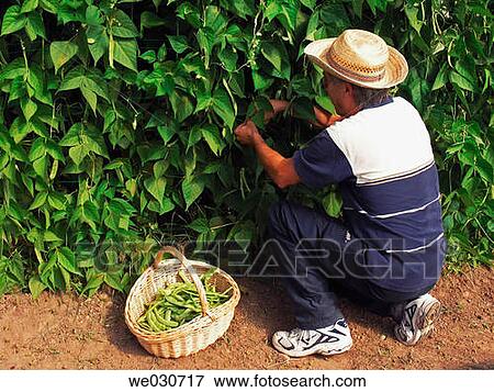 Harvesting beans View Large Photo Image Stock Photo - Harvesting beans. Fotosearch